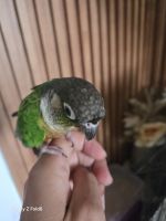 Green Cheek Conure Birds for sale in Pakenham VIC 3810, Australia. price: $350