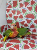 Green Cheek Conure Birds for sale in Coupeville, WA 98239, USA. price: $400