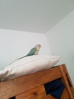 Green Cheek Conure Birds for sale in Wimberley, TX, USA. price: $500