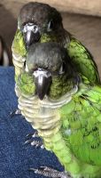 Green Cheek Conure Birds for sale in Terre Haute, IN, USA. price: $300