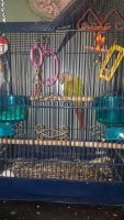Green Cheek Conure Birds for sale in Houma, LA, USA. price: $75