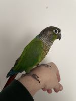 Green-cheeked Parakeet Birds for sale in Farmingdale, NY 11735, USA. price: $950