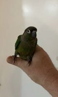 Green-cheeked Parakeet Birds for sale in Las Vegas, NV 89118, USA. price: $500