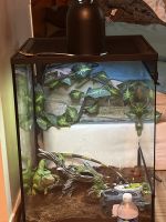 Green Iguana Reptiles for sale in Dearborn Heights, MI, USA. price: $300