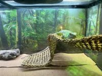 Green Iguana Reptiles for sale in 24672 Gilmore St, West Hills, CA 91307, USA. price: $300