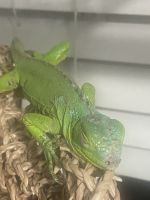Green Iguana Reptiles for sale in Pflugerville, TX 78660, USA. price: $400