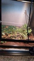 Green Iguana Reptiles for sale in 11903 Iowa Dr NW, Cumberland, MD 21502, USA. price: $300