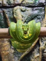 Green tree python Reptiles for sale in Robesonia, PA 19551, USA. price: $375