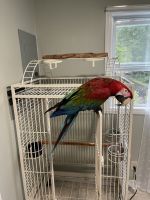 Green-Winged Macaw Birds for sale in Concord, NH, USA. price: $2,500