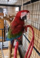 Green-Winged Macaw Birds Photos