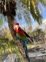 Green-Winged Macaw Birds for sale in Sanibel, FL, USA. price: $3,000