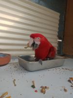 Green-Winged Macaw Birds for sale in Perth, Western Australia. price: $6,000