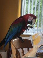 Green-Winged Macaw Birds for sale in Cypress, California. price: $1,000