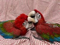 Green-Winged Macaw Birds for sale in Blue River, Wisconsin. price: $700