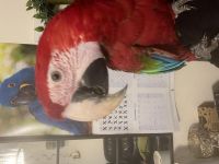 Green-Winged Macaw Birds Photos