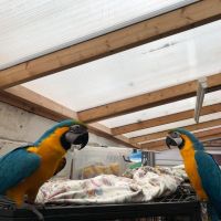 Green-Winged Macaw Birds for sale in 818 SW 8th Pl, Homestead, FL 33034, USA. price: NA