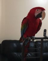 Green-Winged Macaw Birds for sale in New Tecumseth, ON, Canada. price: $1,200