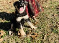 Greenland Dog Puppies for sale in Chattanooga, TN, USA. price: $800