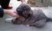 Greenland Dog Puppies for sale in Louisville, KY, USA. price: $250
