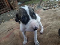 Greyhound Puppies for sale in Kolhar Budruk, Maharashtra 413710, India. price: 15000 INR