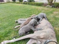 Greyhound Puppies Photos