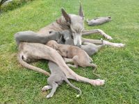 Greyhound Puppies Photos