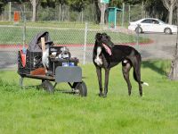 Greyhound Puppies for sale in Alameda, California. price: NA