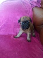 Griffon Bleu de Gascogne Puppies for sale in Manchester, NH, USA. price: $500