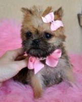 Griffon Nivernais Puppies for sale in San Francisco, CA, USA. price: $550