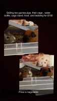 Guinea Pig Rodents for sale in Ephrata, PA 17522, USA. price: $100