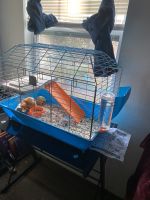 Guinea Pig Rodents for sale in Ocoee, FL, USA. price: $100