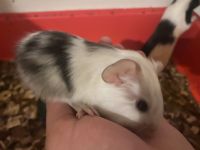Guinea Pig Rodents for sale in Maricopa, AZ, USA. price: $6