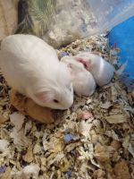 Guinea Pig Rodents for sale in Greenville, SC, USA. price: $25