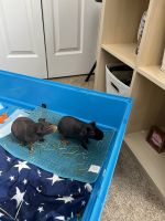 Guinea Pig Rodents for sale in Hernando County, FL, USA. price: $300