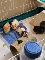 Guinea Pig Rodents for sale in Monroe, NC 28112, USA. price: $45