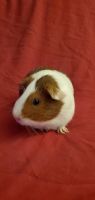 Guinea Pig Rodents for sale in Abilene, TX, USA. price: $25
