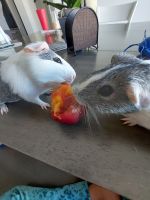 Guinea Pig Rodents for sale in Menifee, CA, USA. price: $50