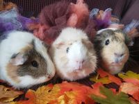 Guinea Pig Rodents for sale in Pensacola, FL 32534, USA. price: NA