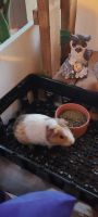 Guinea Pig Rodents for sale in Anderson, SC, USA. price: $40