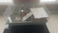 Guinea Pig Rodents for sale in Auburn, NH, USA. price: $200
