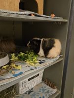 Guinea Pig Rodents for sale in Chesterfield, VA, USA. price: NA