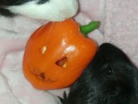 Guinea Pig Rodents for sale in Fayetteville, GA, USA. price: $75