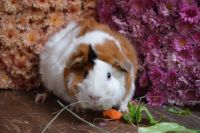 Guinea Pig Rodents for sale in Fleetwood, PA 19522, USA. price: NA