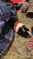 Guinea Pig Rodents for sale in Conroe, TX 77301, USA. price: $150