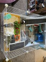 Guinea Pig Rodents for sale in Citrus Heights, California. price: $250