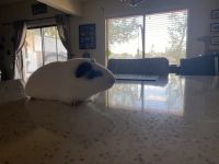Guinea Pig Rodents for sale in Panama City Beach, Florida. price: $2,000