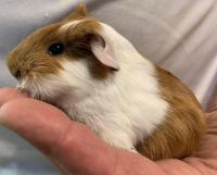 Guinea Pig Rodents for sale in Abilene, KS 67410, USA. price: $75