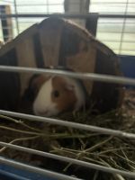 Guinea Pig Rodents for sale in Hearne, Texas. price: NA
