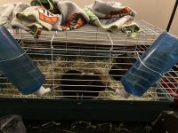 Guinea Pig Rodents for sale in Trenton, New Jersey. price: $79