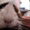 Guinea Pig Rodents for sale in Ashburn, Virginia. price: $100